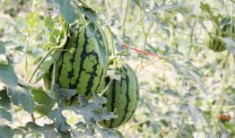 固始网红吃瓜,揭秘网络红人的幕后故事